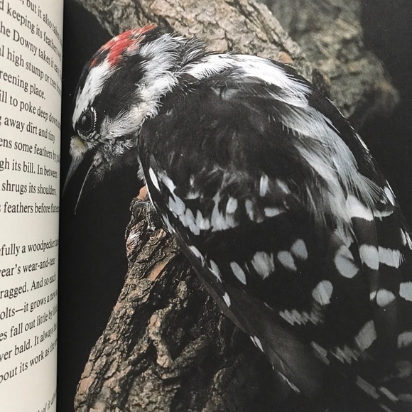 Getting To Know Nature's Children, Set of 3 Scholastic Hardcover Animals Kids - Picture 4 of 9